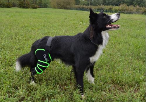 Kniebandage für Hunde bei Entzündungen - Balto Sport Agile Compression Wrap